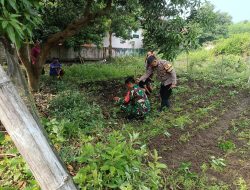 Siapkan Lahan, Babinsa Bersama babinkantibnas menanam Cabai