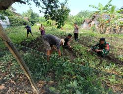 Sukseskan Program Swasembada Pangan Babinsa bersama warganta siapkan maket lahan pertanian