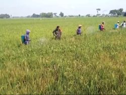 Tingkatkan Hasil Panen MT II | Babinsa Bantu Petani Semprot Tanaman Padi
