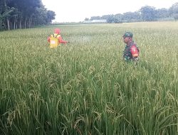 Antisipasi Hama,Babinsa Koramil 0810/03 Loceret Bantu Petani Dampingi Semprot Tanaman Padi