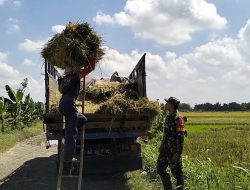 Dukung Ketahanan Pangan Wilayah, Babinsa Koramil 0810/03 Loceret Dampingi Petani Panen Padi