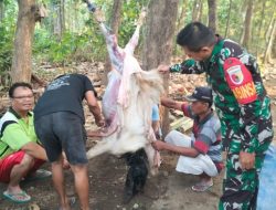 Wujudkan Kebersamaan Babinsa Bantu Warga Potong Hewan Qurban di Desa Binaan