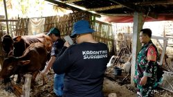 Babinsa Koramil 0810/03 Loceret Dampingi Vaksinasi PMK Hewan Ternak Di Wilayah Binaan