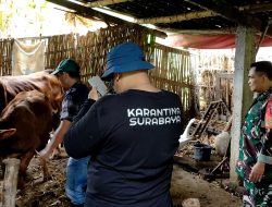 Babinsa Koramil 0810/03 Loceret Dampingi Vaksinasi PMK Hewan Ternak Di Wilayah Binaan
