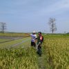 Babinsa Berikan Pendampingan Suskeskan Hamil Panen MT 2