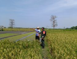 Babinsa Berikan Pendampingan Suskeskan Hamil Panen MT 2