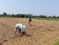 “Babinsa Koramil 0810/10 Tanjunganom Pendampingan Dengan Petani” Di Wilayah Desa Kedungombo Kec. Tanjunganom