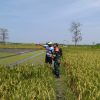 Sukseskan Swasembadaq Pangan Babinsa Dampingi Petani Untuk Mewujudkan Program Pemerintah