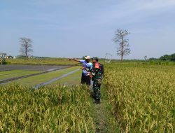 Sukseskan Swasembadaq Pangan Babinsa Dampingi Petani Untuk Mewujudkan Program Pemerintah