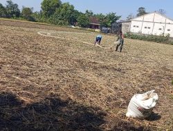 Babinsa terus dampingi Petani Untuk Sukseskan Hasil Panen