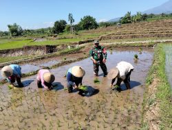 Babinsa Koramil 0810/18 Ngetos Dampingi Petani Tanam Padi di Desa Kweden