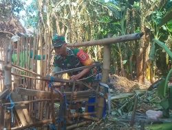 Kepedulian Babinsa Bantu Pembongkaran Kandang Milik Warga