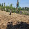 BABINSA KORAMIL 0810/10 TANJUNGANOM PENDAMPINGAN DENGAN PETANI” DI WILAYAH DESA KEDUNGOMBO KEC. TANJUNGANOM