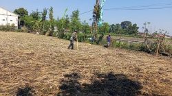 BABINSA KORAMIL 0810/10 TANJUNGANOM PENDAMPINGAN DENGAN PETANI” DI WILAYAH DESA KEDUNGOMBO KEC. TANJUNGANOM
