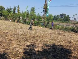 BABINSA KORAMIL 0810/10 TANJUNGANOM PENDAMPINGAN DENGAN PETANI” DI WILAYAH DESA KEDUNGOMBO KEC. TANJUNGANOM