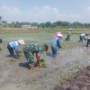 Percepat Luas Tambah Tanam (LTT) Babinsa Koramil 0810/15 Rejoso Bantu Petani Tanam Padi di Wilayah Binaan