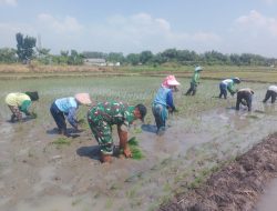 Percepat Luas Tambah Tanam (LTT) Babinsa Koramil 0810/15 Rejoso Bantu Petani Tanam Padi di Wilayah Binaan