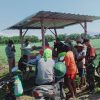 Demi tingkatkan hasil panen, Babinsa Koramil 0810/02 Bagor dampingi PPL beri penyuluhan ke petani bawang merah di desa binaanya