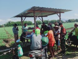 Demi tingkatkan hasil panen, Babinsa Koramil 0810/02 Bagor dampingi PPL beri penyuluhan ke petani bawang merah di desa binaanya