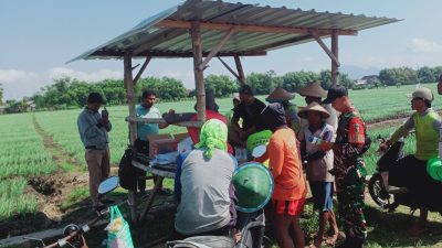 Demi tingkatkan hasil panen, Babinsa Koramil 0810/02 Bagor dampingi PPL beri penyuluhan ke petani bawang merah di desa binaanya