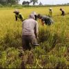 Pendampingan Babinsa Dalam program ketahanan pangan