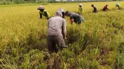 Pendampingan Babinsa Dalam program ketahanan pangan
