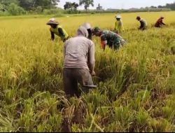 Pendampingan Babinsa Dalam program ketahanan pangan