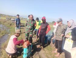 Babinsa Koramil 0810/15 Rejoso Dampingi Petani dan PPL Melaksanakan Gerdal Hama Wereng Batang Coklat (WBC) di Wilayah Binaan
