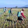 Babinsa Kodim 0810 Nganjuk  Dampingi Petani dan PPL Melaksanakan Gerdal Hama Wereng 