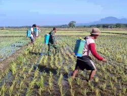Babinsa Kodim 0810 Nganjuk Dampingi Petani dan PPL Melaksanakan Gerdal Hama Wereng