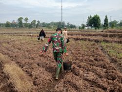 BABINSA DESA ORO-ORO OMBO KORAMIL 0810/18 NGETOS LAKSANAKAN PENDAMPINGAN TANAM JAGUNG DI WILAYAH BINAAN