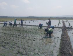 Babinsa Berikan Pendampingan Masa Tanam MT 3 di wilayah binaannya