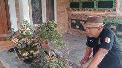 Masrur, Warga Jombang yang Sulap Halaman Rumah Jadi Galeri Bonsai Bernilai Puluhan Juta