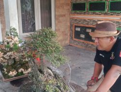 Masrur, Warga Jombang yang Sulap Halaman Rumah Jadi Galeri Bonsai Bernilai Puluhan Juta