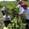 Produsen DAVINA F1 Bantu Petani Pecahkan Rekor MURI Lewat Panen Melon Serentak 1.000 Petani di Nganjuk