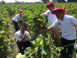 Produsen DAVINA F1 Bantu Petani Pecahkan Rekor MURI Lewat Panen Melon Serentak 1.000 Petani di Nganjuk