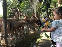Taman Brigif Wira Yudha Destinasi Ramah Keluarga, Hanya Rp 3 Ribu Bisa Ajak Anak Beri Makan Rusa!