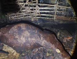 Sapi Terpanggang Saat Kandang Terbakar di Pace Nganjuk, Kerugian Capai Puluhan Juta Rupiah