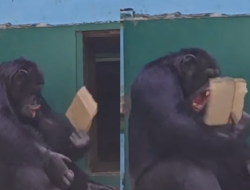 Viral Simpanse Pandai Mengipas Diri Sendiri Saat Gelombang Panas Melanda Tiongkok