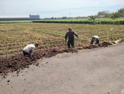 Kerja Bakti Pembuatan Tanggul Jalan Sawah di Desa Sekarputih, Wujud Sinergi TNI dan Warga