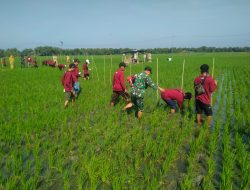 Koramil Rejoso dan BPP Dorong Transformasi Pertanian Organik Lewat Sekolah Lapang Tematik