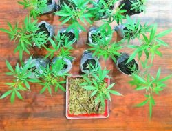 Polisi Gerebek Rumah di Tumpang, Temukan Sabu dan 38 Batang Ganja Siap Panen