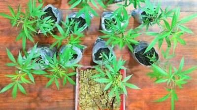 Polisi Gerebek Rumah di Tumpang, Temukan Sabu dan 38 Batang Ganja Siap Panen