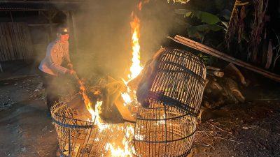 Polisi Bongkar Dua Lokasi Diduga Arena Sabung Ayam di Malang