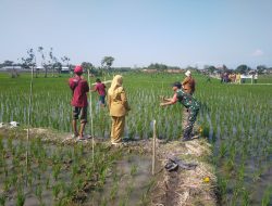 Babinsa Koramil 0810/15 Rejoso Dampingi Petani di Sekolah Lapang Tematik Menuju Pertanian Organik
