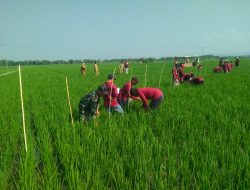 Babinsa Koramil 0810/15 Rejoso Dampingi Petani Lakukan Pengamatan Tanaman Padi dalam Lanjutan Sekolah Lapang Tematik