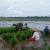 Babinsa Koramil 0810/08 Baron Laksanakan Pendampingan Ketahanan Pangan kepada Petani Padi