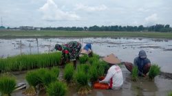Babinsa Koramil 0810/08 Baron Laksanakan Pendampingan Ketahanan Pangan kepada Petani Padi