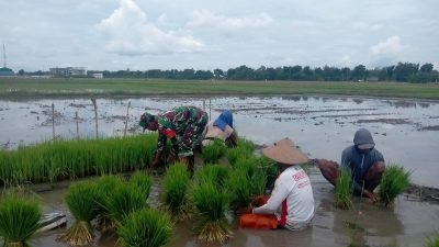 Babinsa Koramil 0810/08 Baron Laksanakan Pendampingan Ketahanan Pangan kepada Petani Padi