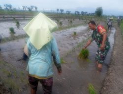 Babinsa Balongrejo Dampingi Petani dalam Penanaman Bibit Padi